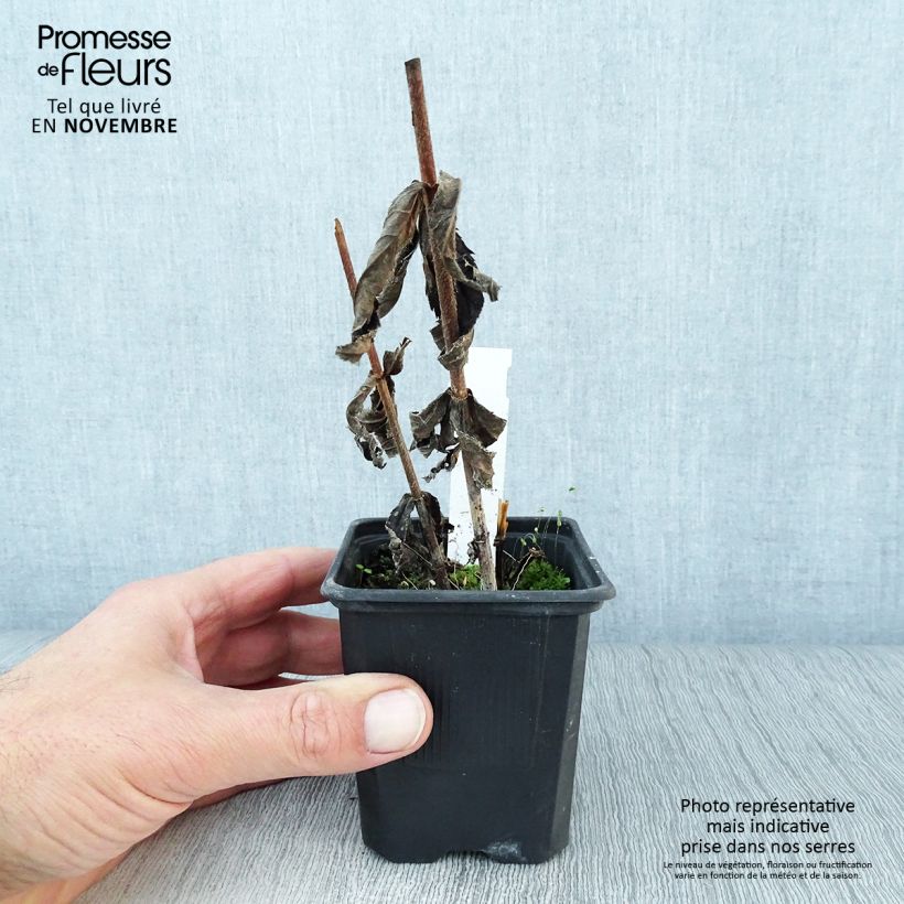 Exemplaar van Veronicastrum virginicum var. album - Virginische ereprijs Kweekpotje van 8/9 cm zoals geleverd in de herfst