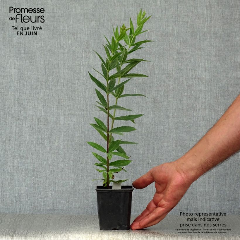 Exemplaar van Veronicastrum virginicum var. album - Virginische ereprijs Kweekpotje van 8/9 cm zoals geleverd in de zomer