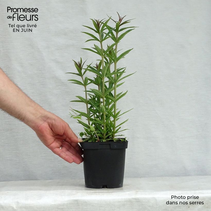Exemplaar van Veronicastrum virginicum var. album - Virginische ereprijs Pot van 2 l/3 l zoals geleverd in de zomer