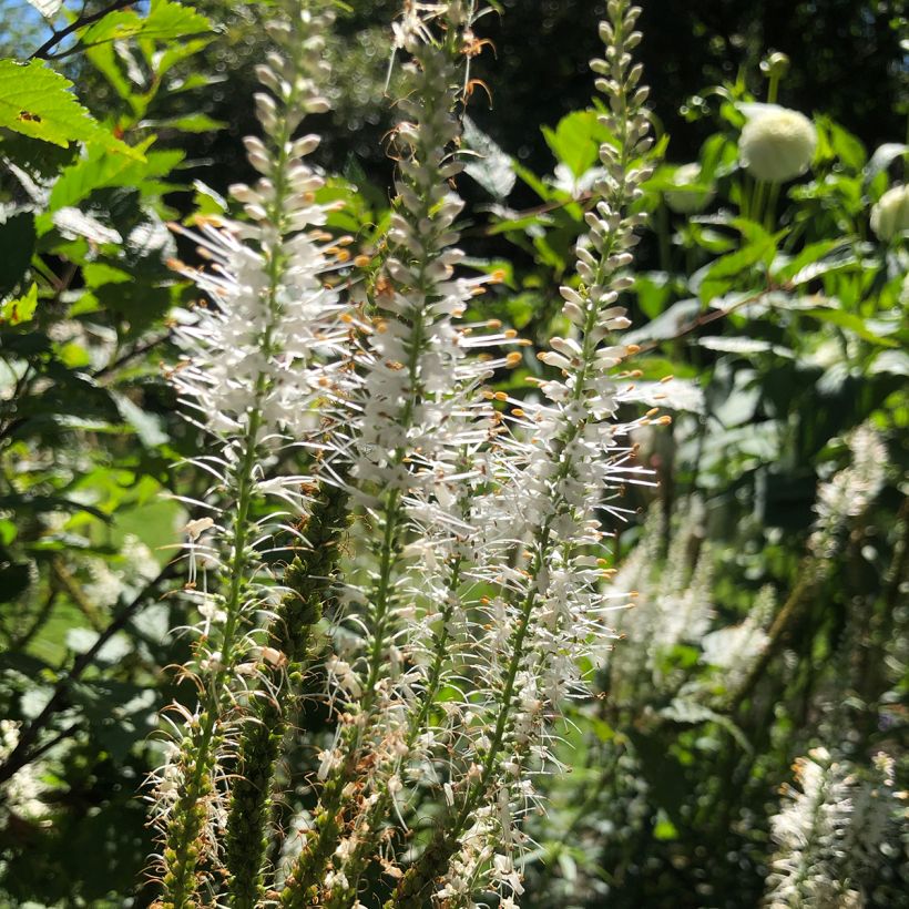 Veronicastrum virginicum var. album - Virginische ereprijs (Bloei)