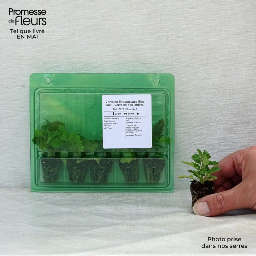 Exemplaar van Verbena Endurascape Blue Imp - Hangverbena Mini-mot Ø 3/4 cm zoals geleverd in de lente