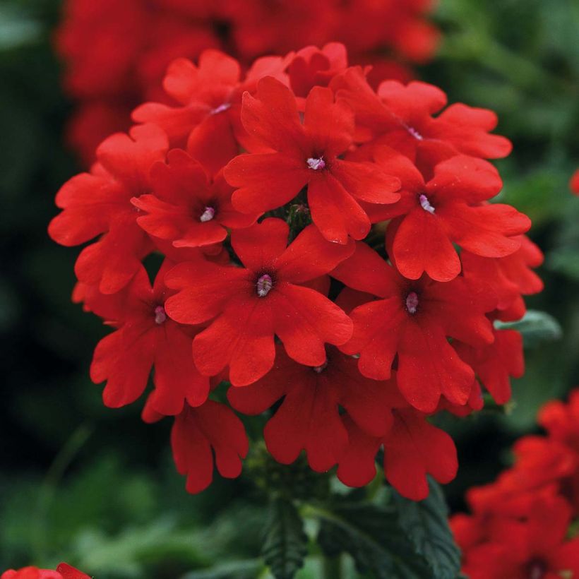 Verbena Endurascape Lava Red - Hangverbena (Bloei)