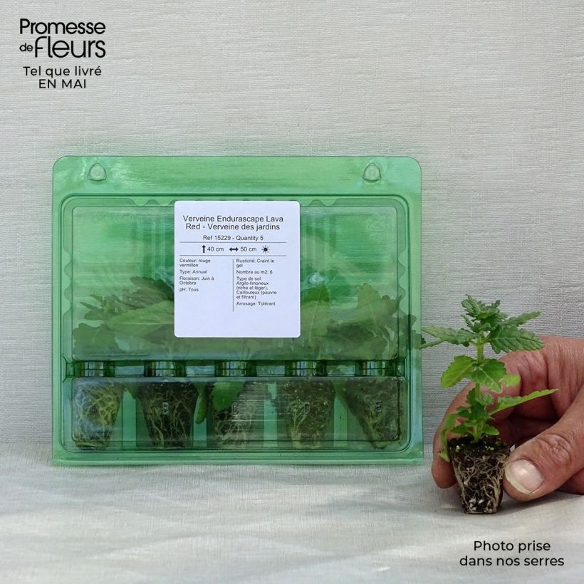 Exemplaar van Verbena Endurascape Lava Red - Hangverbena Mini-mot Ø 3/4 cm zoals geleverd in de lente