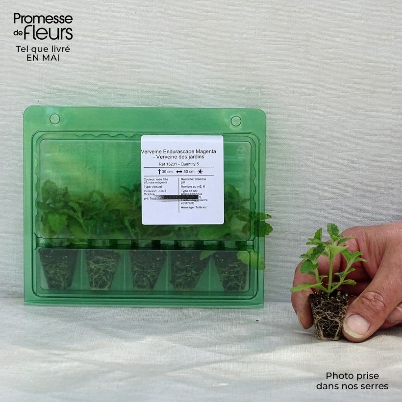 Exemplaar van Verbena Endurascape Magenta - Hangverbena Mini-mot Ø 3/4 cm zoals geleverd in de lente