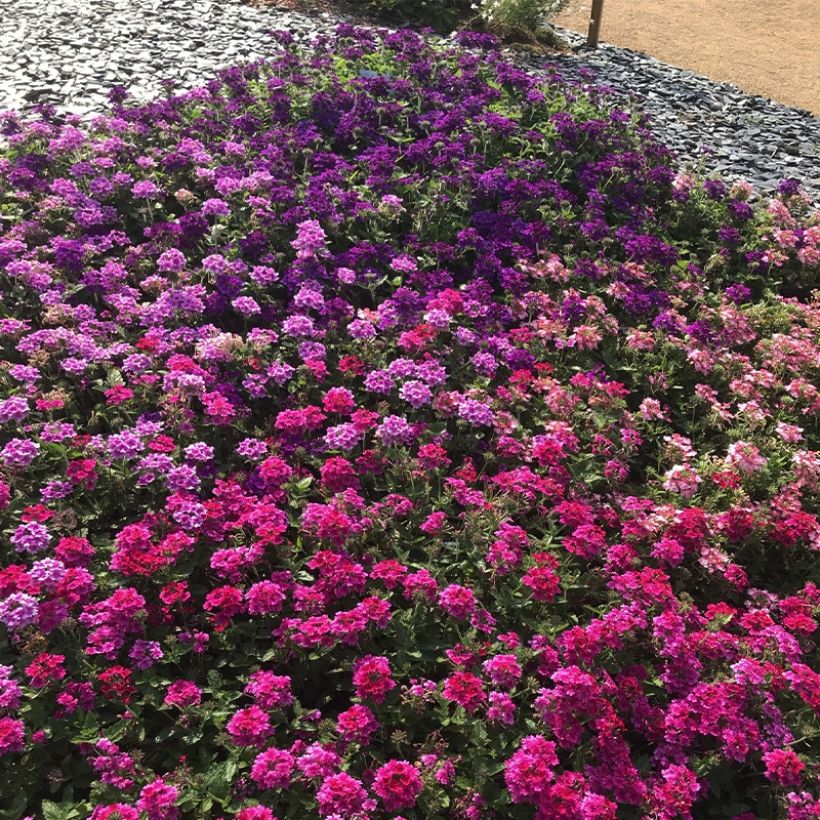 Verbena Endurascape Magenta - Hangverbena (Groeiplaats)