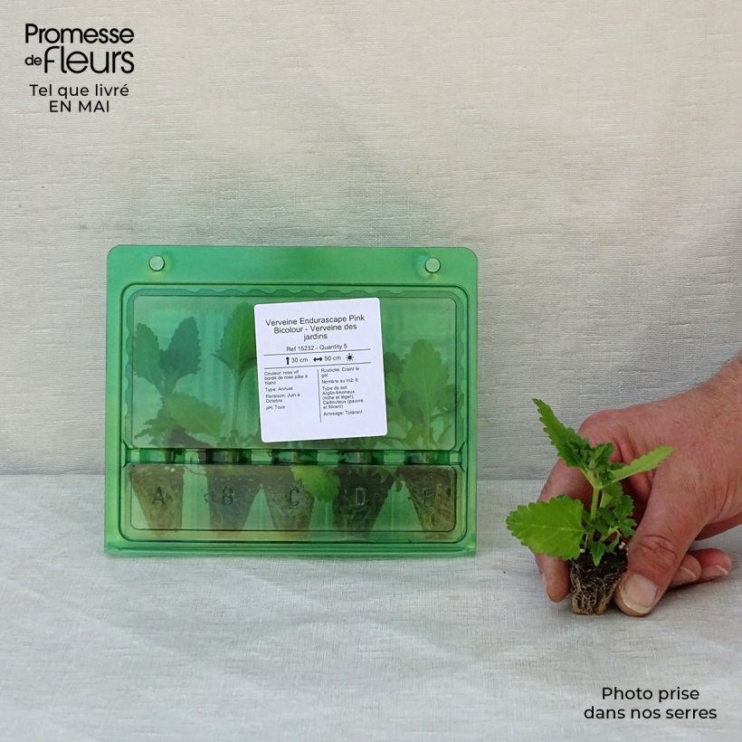 Exemplaar van Verbena Endurascape Pink Bicolour - Hangverbena Mini-mot Ø 3/4 cm zoals geleverd in de lente