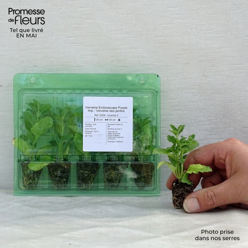 Exemplaar van Verbena Endurascape Purple Imp - Hangverbena Mini-mot Ø 3/4 cm zoals geleverd in de lente