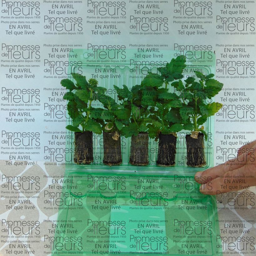 Voorbeeld van een exemplaar van Verbena Estrella Merlot Star. - Hangverbena Mini-mot Ø 3/4 cm zoals geleverd