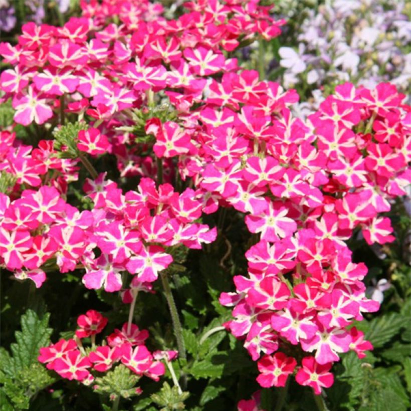 Verbena Superbena Coral Star - Hangverbena (Bloei)