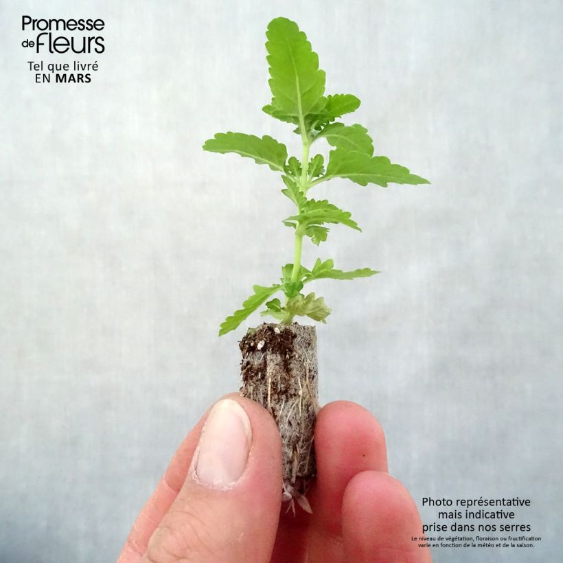 Exemplaar van Verbena Estrella Voodoo Red Star - Hangverbena Mini-mot Ø 3/4 cm zoals geleverd in de lente