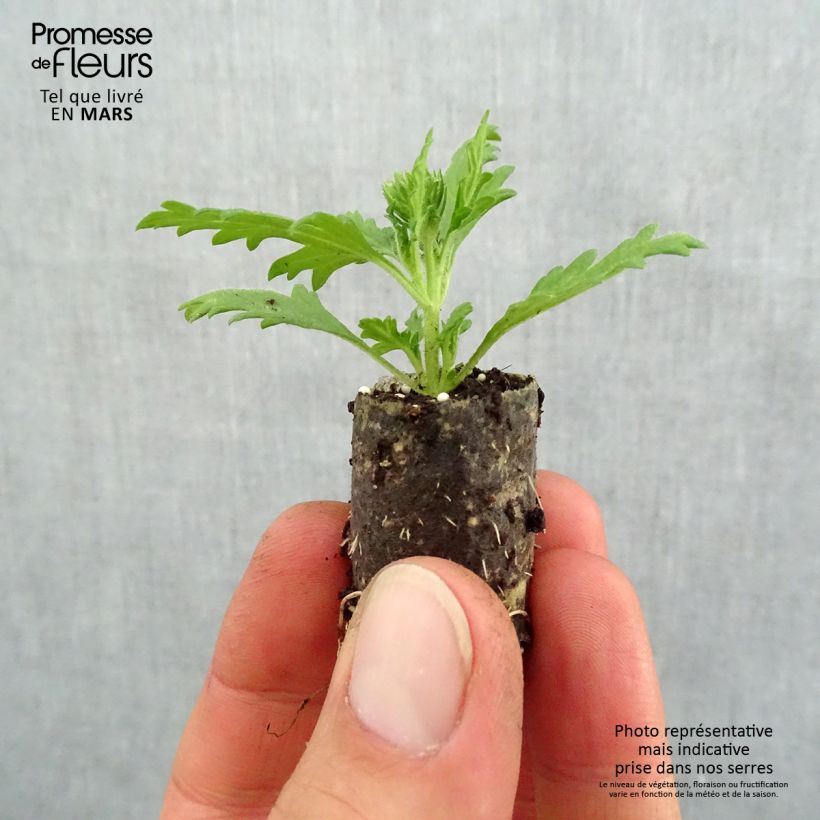 Exemplaar van Verbena Lavender White - Hangverbena Mini-mot Ø 1,5/2,5 cm zoals geleverd in de lente