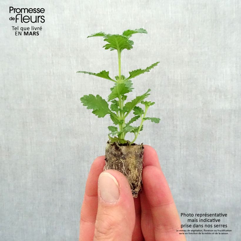 Exemplaar van Verbena Superbena Royale Peachy Keen - Hangverbena Mini-mot Ø 1,5/2,5 cm zoals geleverd in de lente