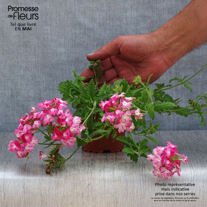 Exemplaar van Verbena Superbena Royale Peachy Keen - Hangverbena Kweekpotje van 8/9 cm zoals geleverd in de lente