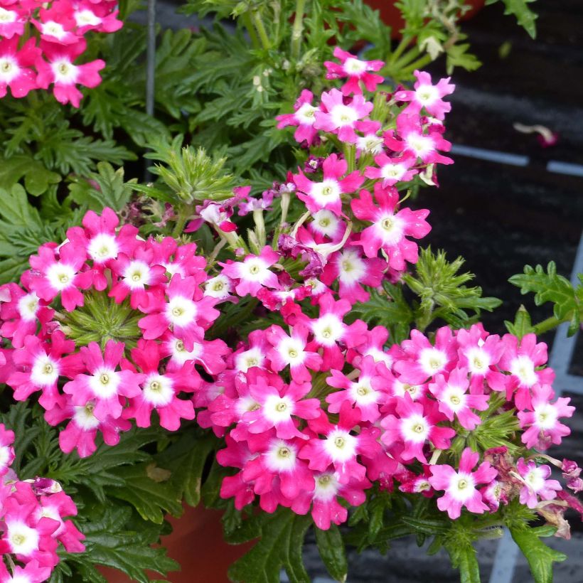 Verbena Virgo Candy Cane - Hangverbena (Bloei)
