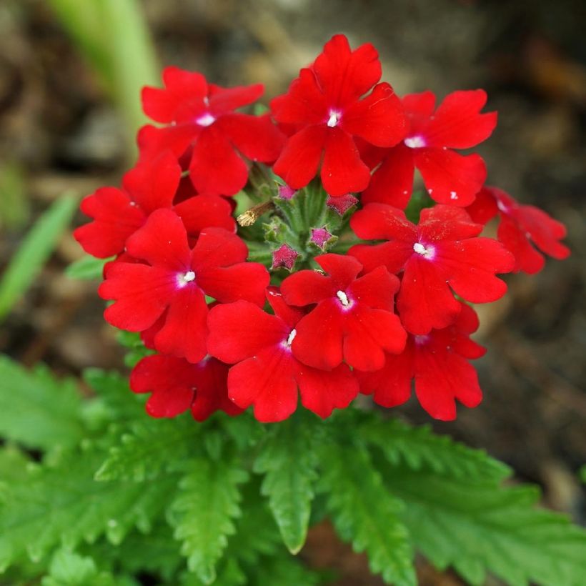 Verbena Vepita Dark Red - Hangverbena (Bloei)