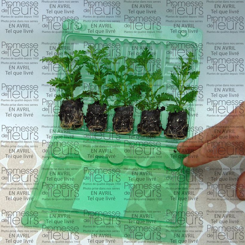 Voorbeeld van een exemplaar van Verbena Estrella Pink Ballet - Hangverbena Mini-mot Ø 3/4 cm zoals geleverd