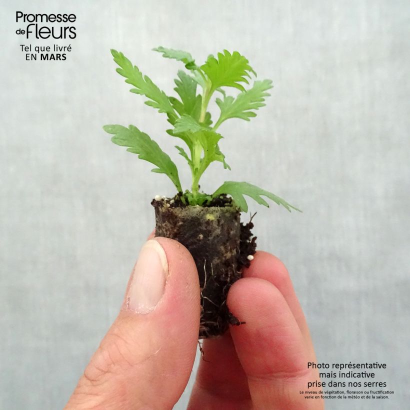 Exemplaar van Verbena Vepita Pearl Blue - Hangverbena Mini-mot Ø 1,5/2,5 cm zoals geleverd in de lente