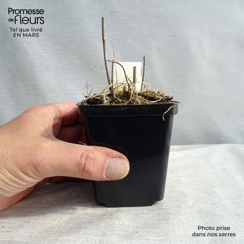 Exemplaar van Verbena hastata Alba - Blauwe verbena Kweekpotje van 8/9 cm zoals geleverd in de lente