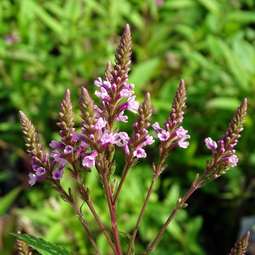 Verbena hastata Rosea - Blauwe verbena (Flowering)
