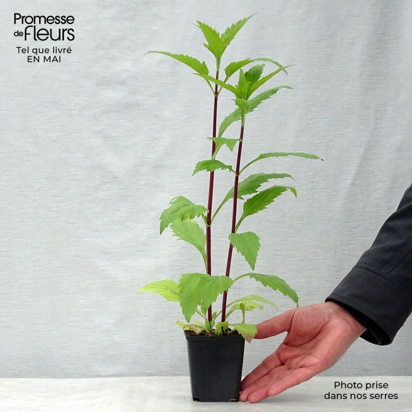 Example of Verbena hastata Rosea - Blauwe verbena Kweekpotje van 8/9 cm as you get in printemps