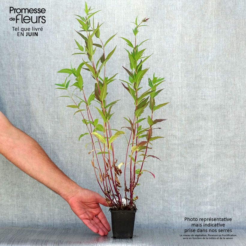 Exemplaar van Verbena hastata Rosea - Blauwe verbena Kweekpotje van 8/9 cm zoals geleverd in de zomer