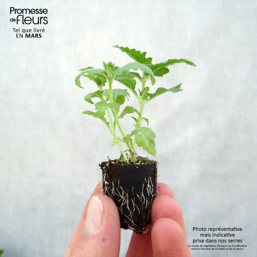 Exemplaar van Verbena Virgo Candy Cane - Hangverbena Mini-mot Ø 3/4 cm zoals geleverd in de lente