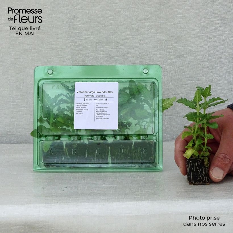 Exemplaar van Verbena Virgo Lavender Star - Hangverbena Mini-mot Ø 3/4 cm zoals geleverd in de lente