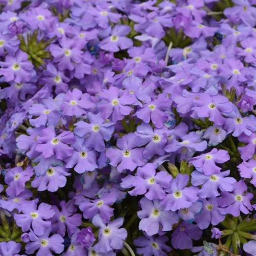 Verbena Virgo Sky Blue - Hangverbena (Bloei)