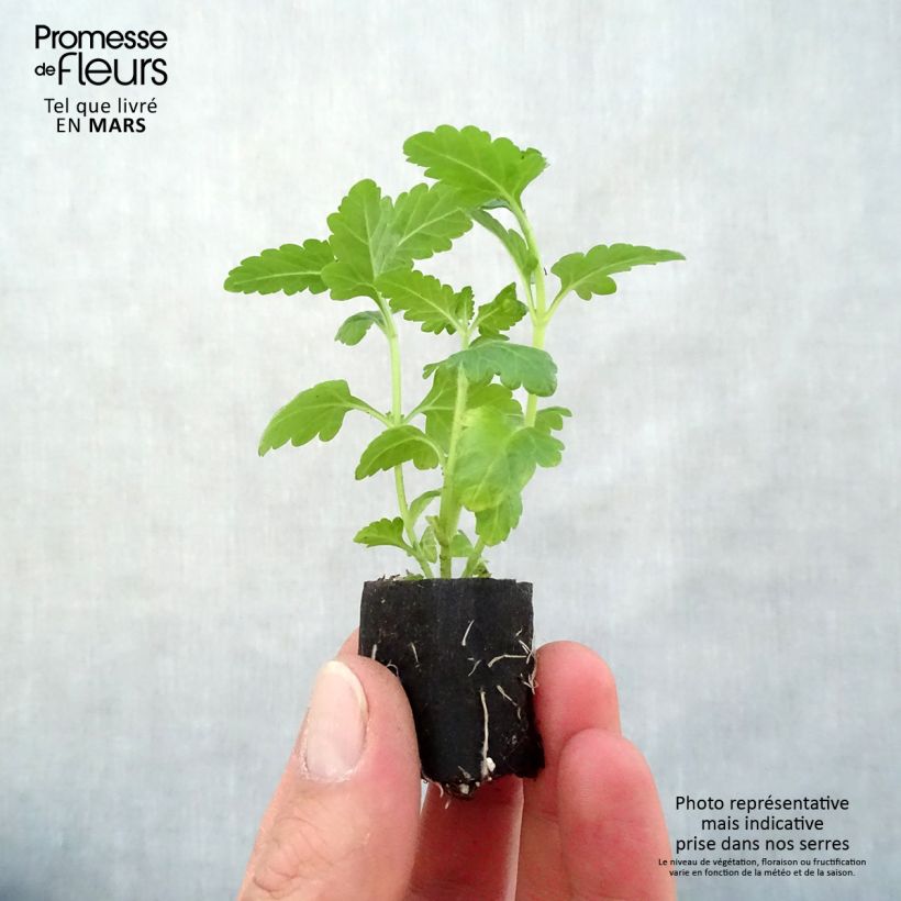 Exemplaar van Verbena Virgo White - Hangverbena Mini-mot Ø 3/4 cm zoals geleverd in de lente