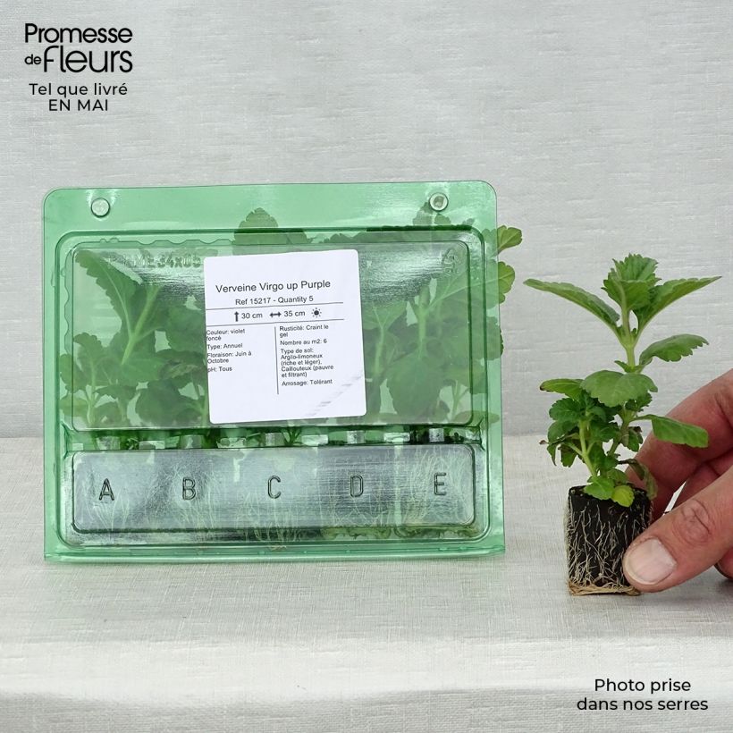 Exemplaar van Verbena Virgo Up Purple - Hangverbena Mini-mot Ø 3/4 cm zoals geleverd in de lente