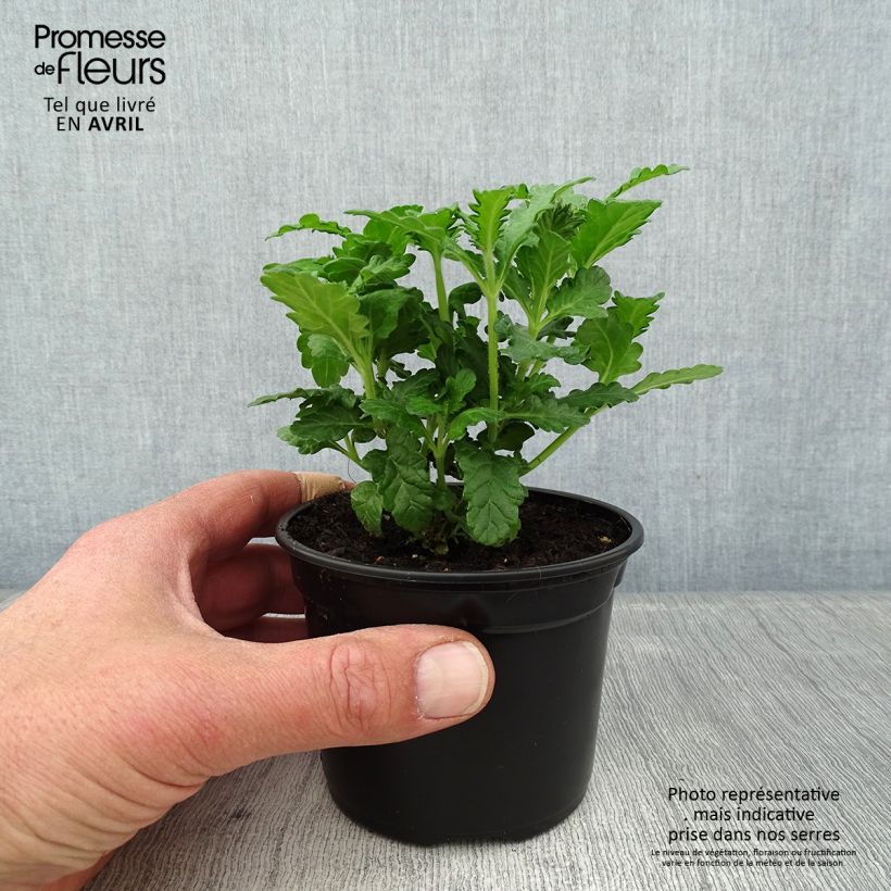 Exemplaar van Verbena Virgo Up Purple - Hangverbena Kweekpotje van 8/9 cm zoals geleverd in de lente