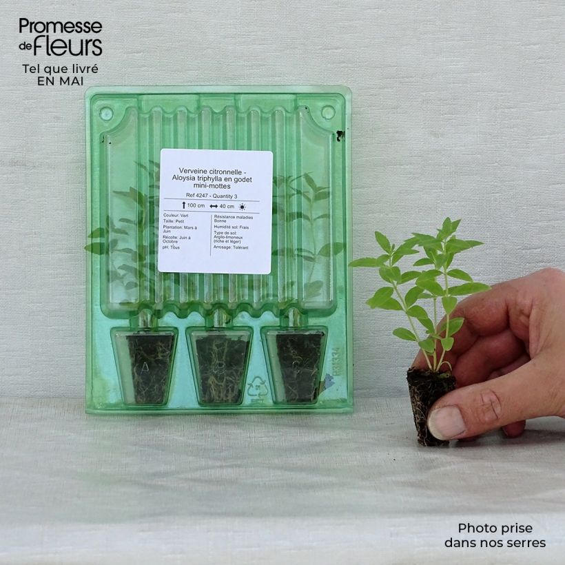 Example of Citroenverbena - Aloysia triphylla (jonge planten) Mini-mot Ø 1,5/2,5 cm as you get in printemps