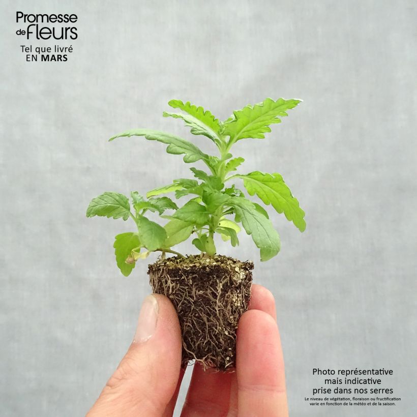 Exemplaar van Verbena Quartz Mix - Hangverbena Kluitplant: kluit 3,8 cm x 3,2 cm in een tray voor 16 planten zoals geleverd in de lente