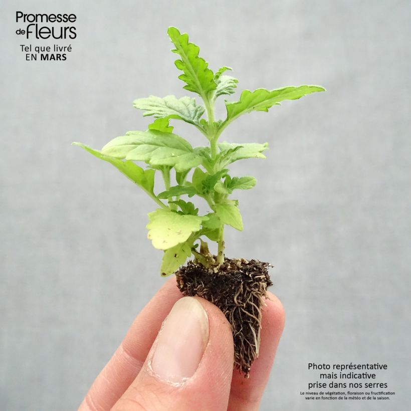 Exemplaar van Verbena Quartz Mix - Hangverbena Minimotte: kluitje van 2,2 cm x 2 cm in kweekplaat per 35 stuks zoals geleverd in de lente