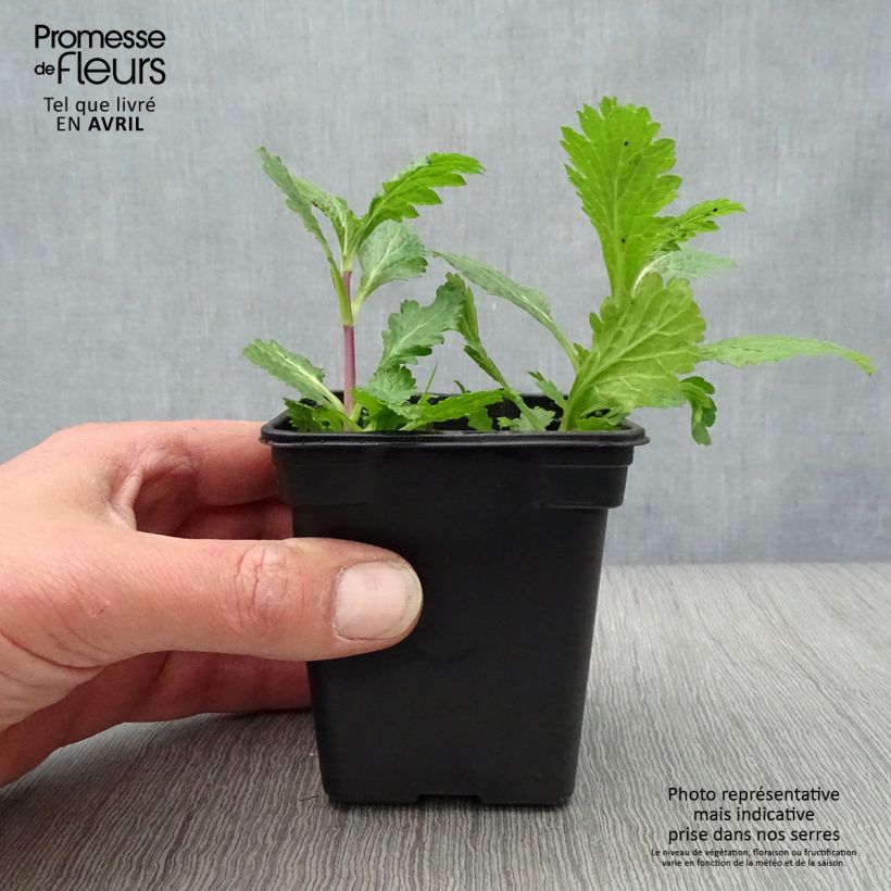 Example of IJzerhard BIO Kweekpotje van 7/8 cm as you get in printemps