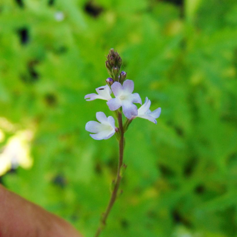 Verbena officinalis - Ijzerhard (Bloei)