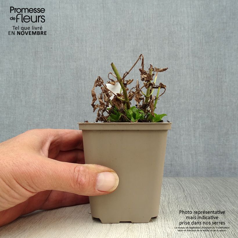 Exemplaar van Verbena officinalis - Ijzerhard Kweekpotje van 8/9 cm zoals geleverd in de herfst
