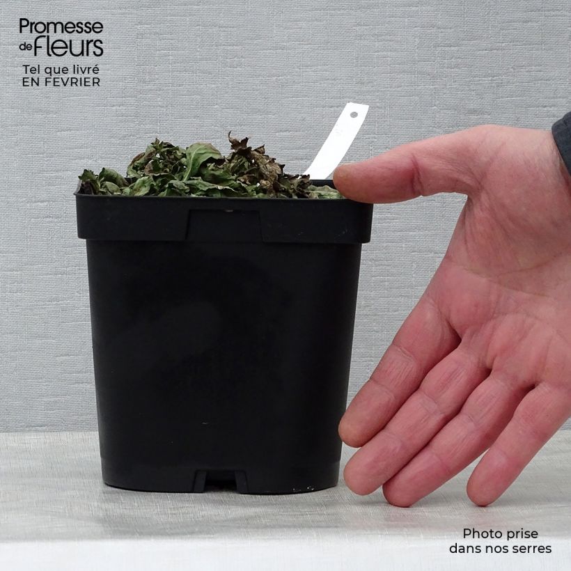 Exemplaar van Verbena officinalis - Ijzerhard Pot van 2 l/3 l zoals geleverd in de winter