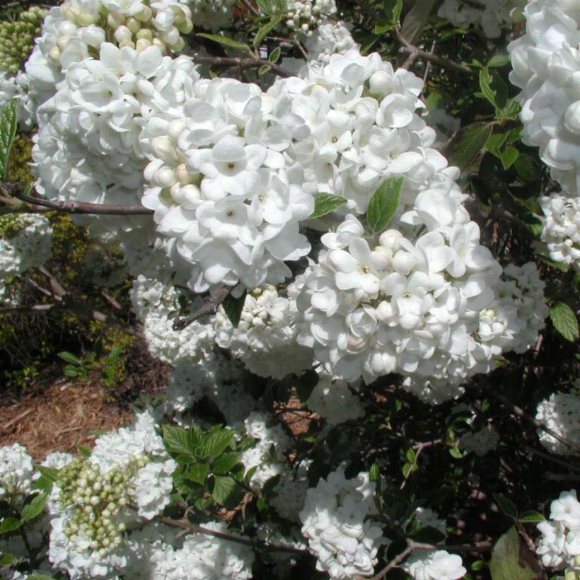 Viburnum Eskimo - Sneeuwbal (Flowering)