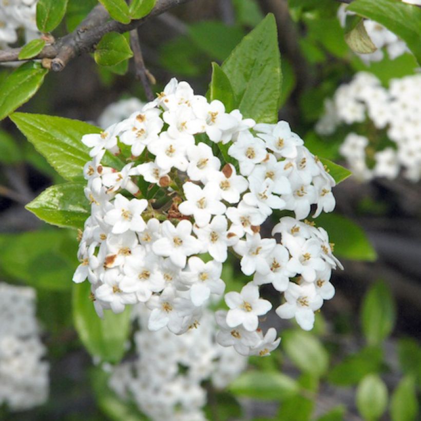 Viburnum burkwoodii - Sneeuwbal (Flowering)