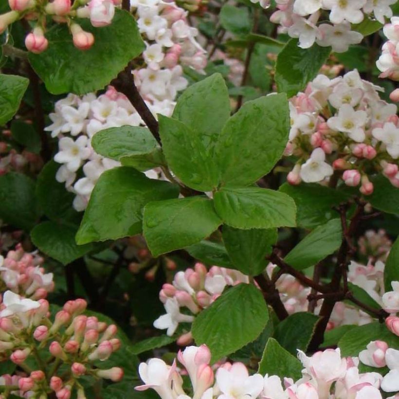 Viburnum burkwoodii Ann Russell - Sneeuwbal (Foliage)