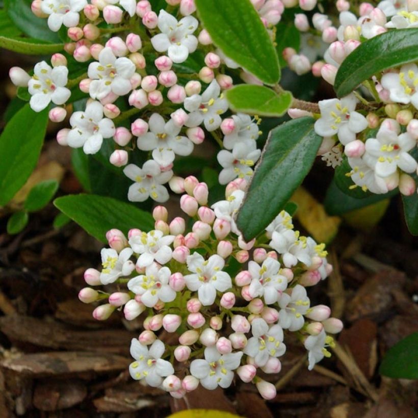 Viburnum burkwoodii Conoy - Sneeuwbal (Bloei)
