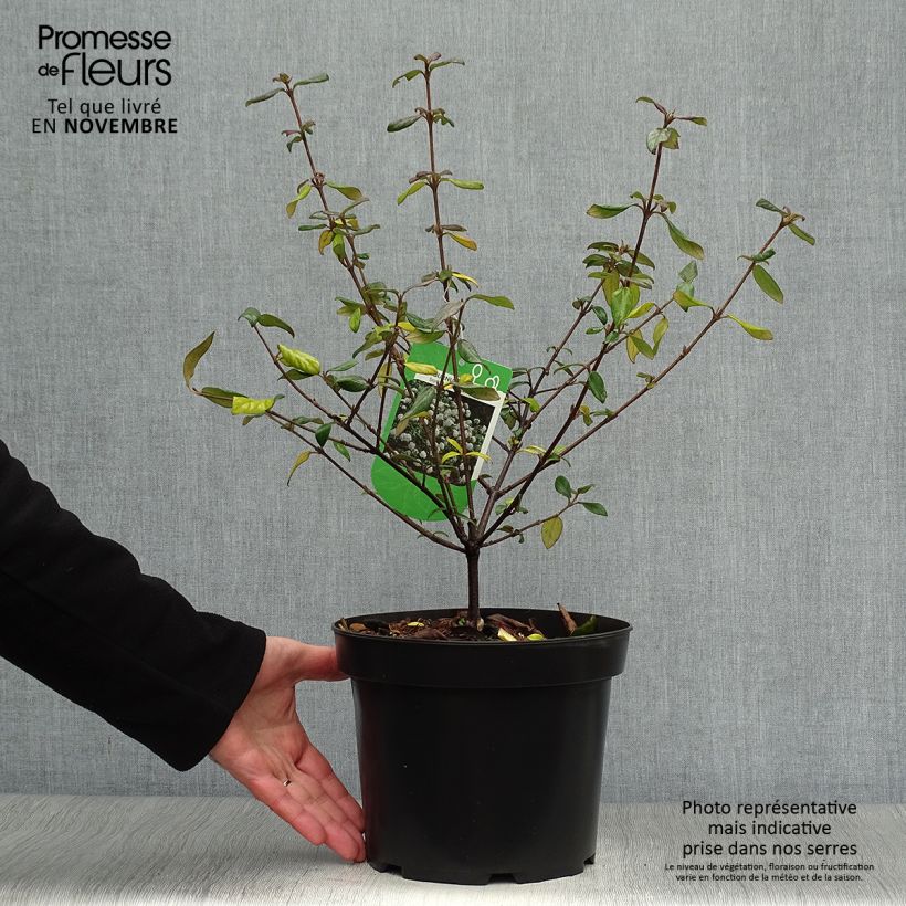 Exemplaar van Viburnum burkwoodii Conoy - Sneeuwbal Pot van 4 l/5 l zoals geleverd in de herfst