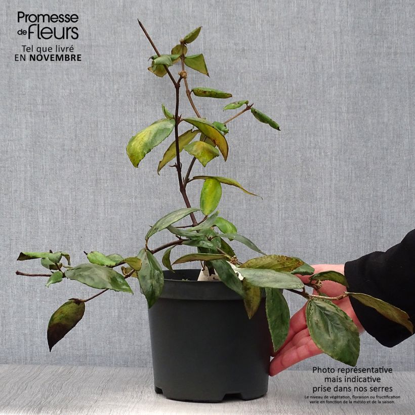 Exemplaar van Viburnum burkwoodii - Sneeuwbal Pot van 3 l/4 l zoals geleverd in de herfst