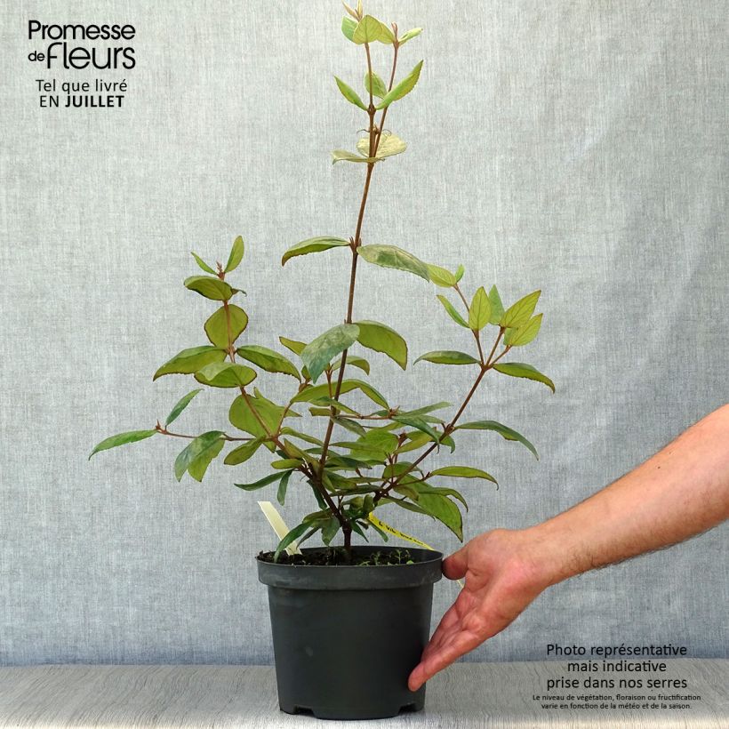 Exemplaar van Viburnum burkwoodii - Sneeuwbal Pot van 3 l/4 l zoals geleverd in de zomer