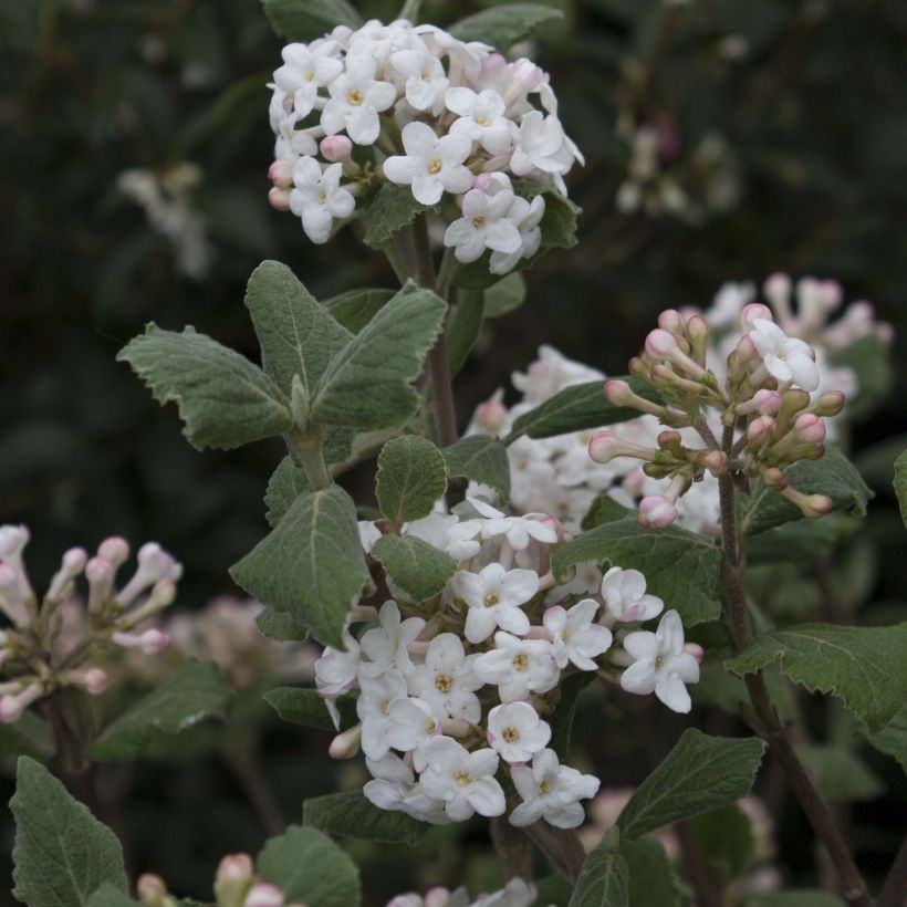 Viburnum carlesii - Koreaanse sneeuwbal (Bloei)