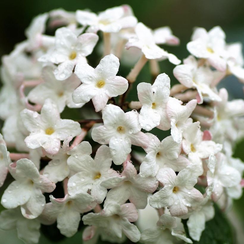 Viburnum carlesii Juddii - Koreaanse sneeuwbal (Bloei)