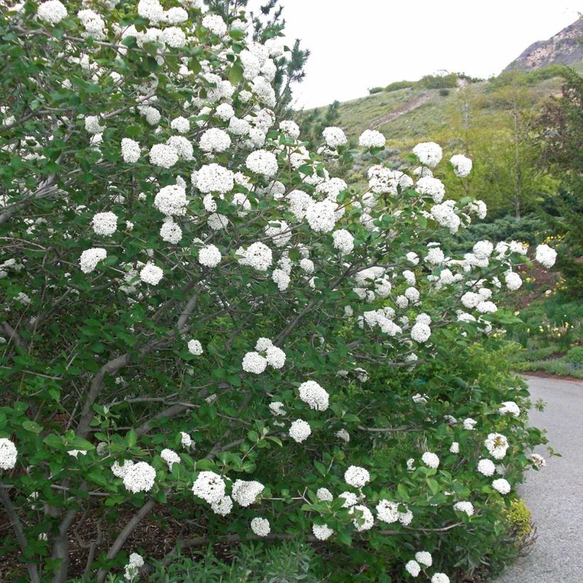 Viburnum carlesii Juddii - Koreaanse sneeuwbal (Groeiplaats)