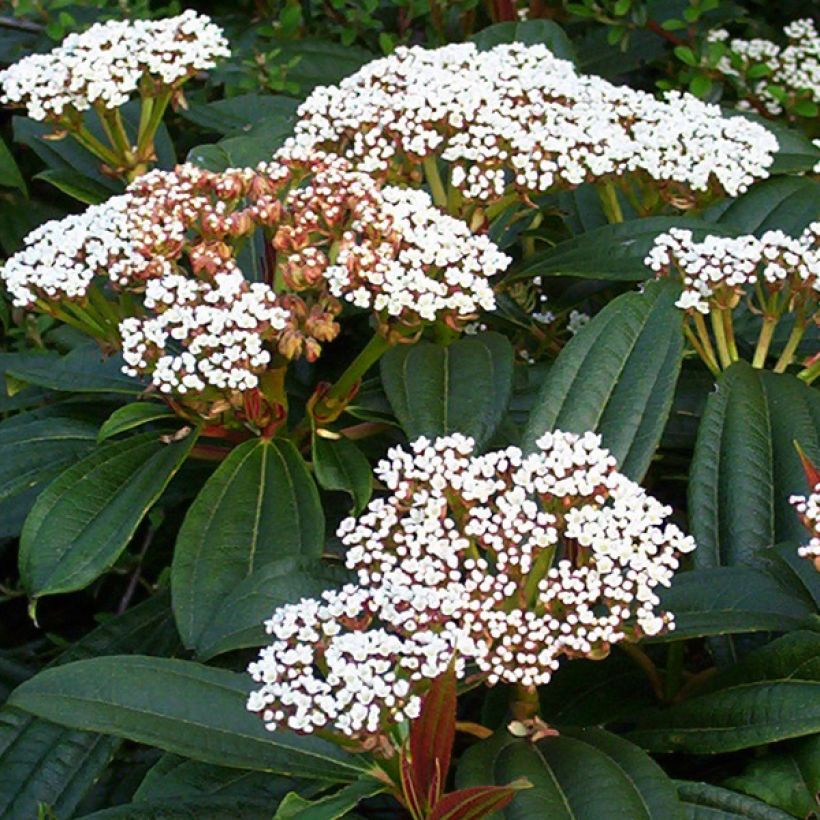 Viburnum davidii - Sneeuwbal (Flowering)