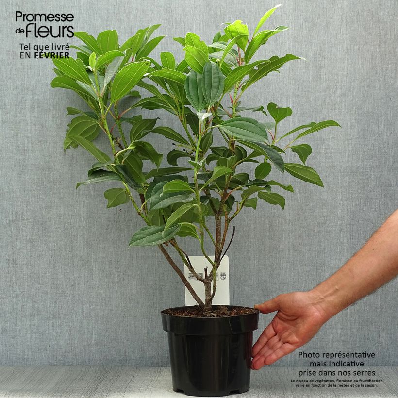 Exemplaar van Viburnum davidii - Sneeuwbal Pot van 3 l/4 l zoals geleverd in de herfst